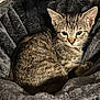 cat, kitten, tabby, pet, animal, feline, cute, young, gray, soft, bed, cozy, resting, fur, whiskers, ears, indoor, closeup, portrait, relaxed