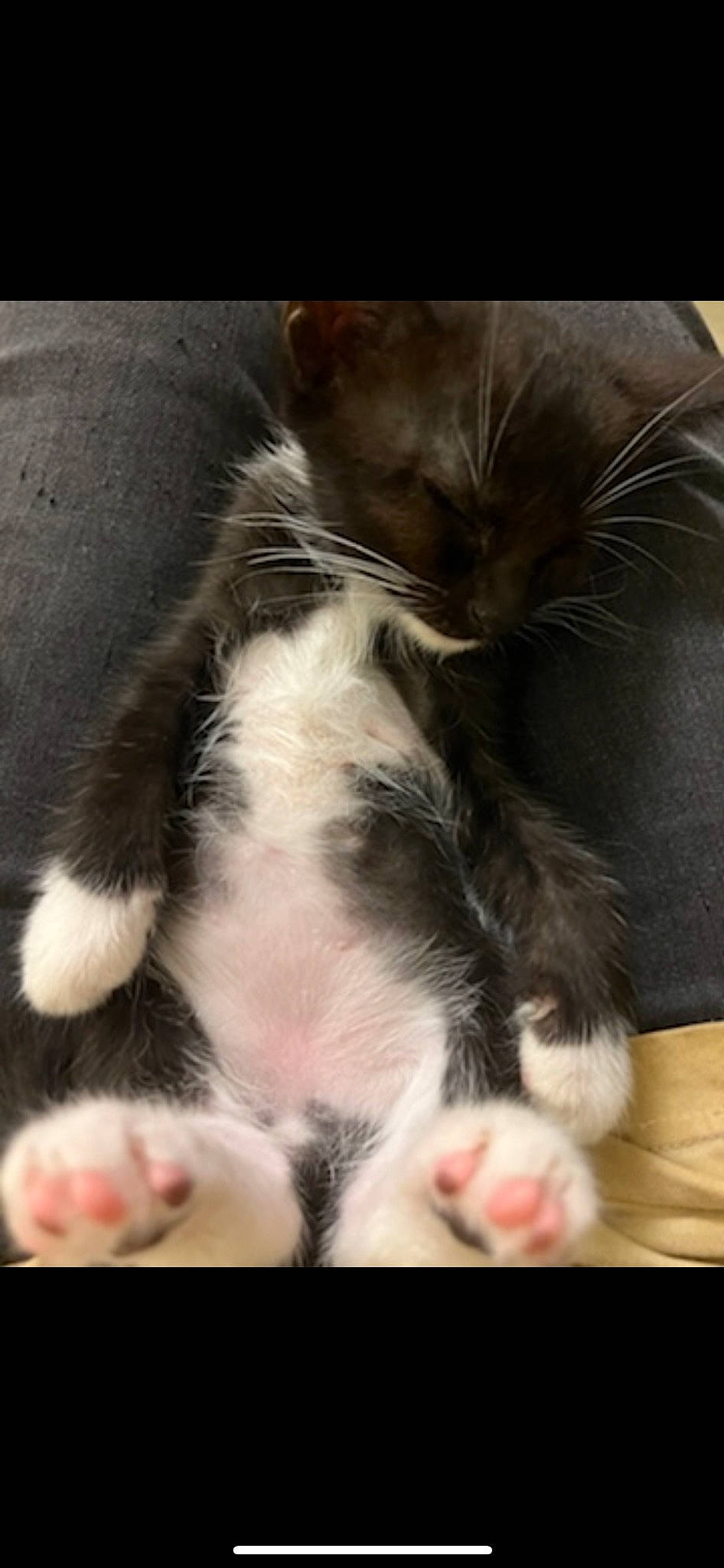 Princesa is registered to the contest to win money with this photo: carnivore, cat, claw, comfort, domestic_short_haired_cat, felidae, foot, fur, nap, paw, sleep, small_to_medium_sized_cats, tail, whiskers