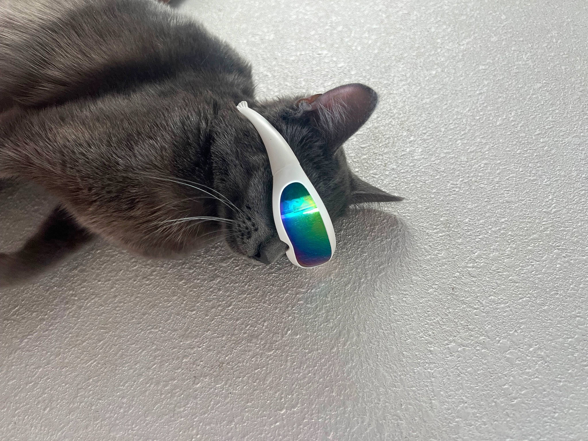 Princesa is registered to the contest to win money with this photo: carnivore, cat, claw, comfort, dog_breed, domestic_short_haired_cat, electric_blue, eye, felidae, flooring, fur, grey, hardwood, paw, sand, small_to_medium_sized_cats, snout, tail, terrestrial_animal, whiskers