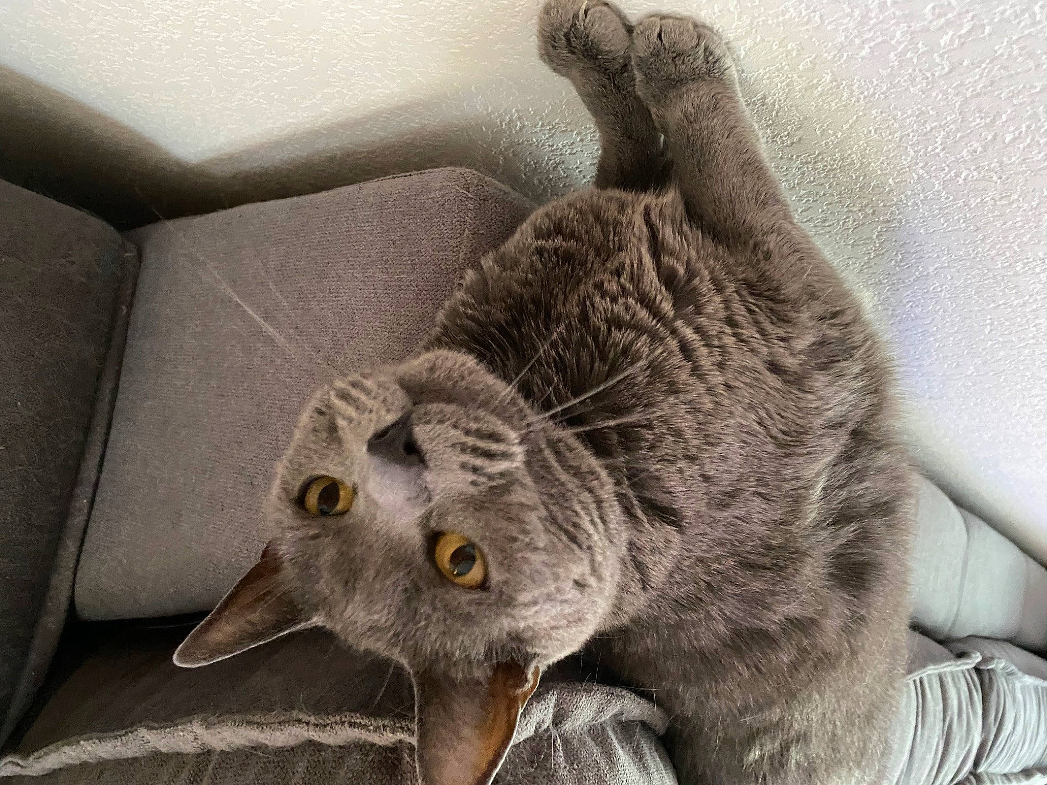 Indy a rejoint le concours — aidez-le/la à gagner de superbes lots ! carnivore, cat, comfort, couch, domestic_short_haired_cat, felidae, fur, grey, plant, small_to_medium_sized_cats, snout, tail, terrestrial_animal, tree, whiskers