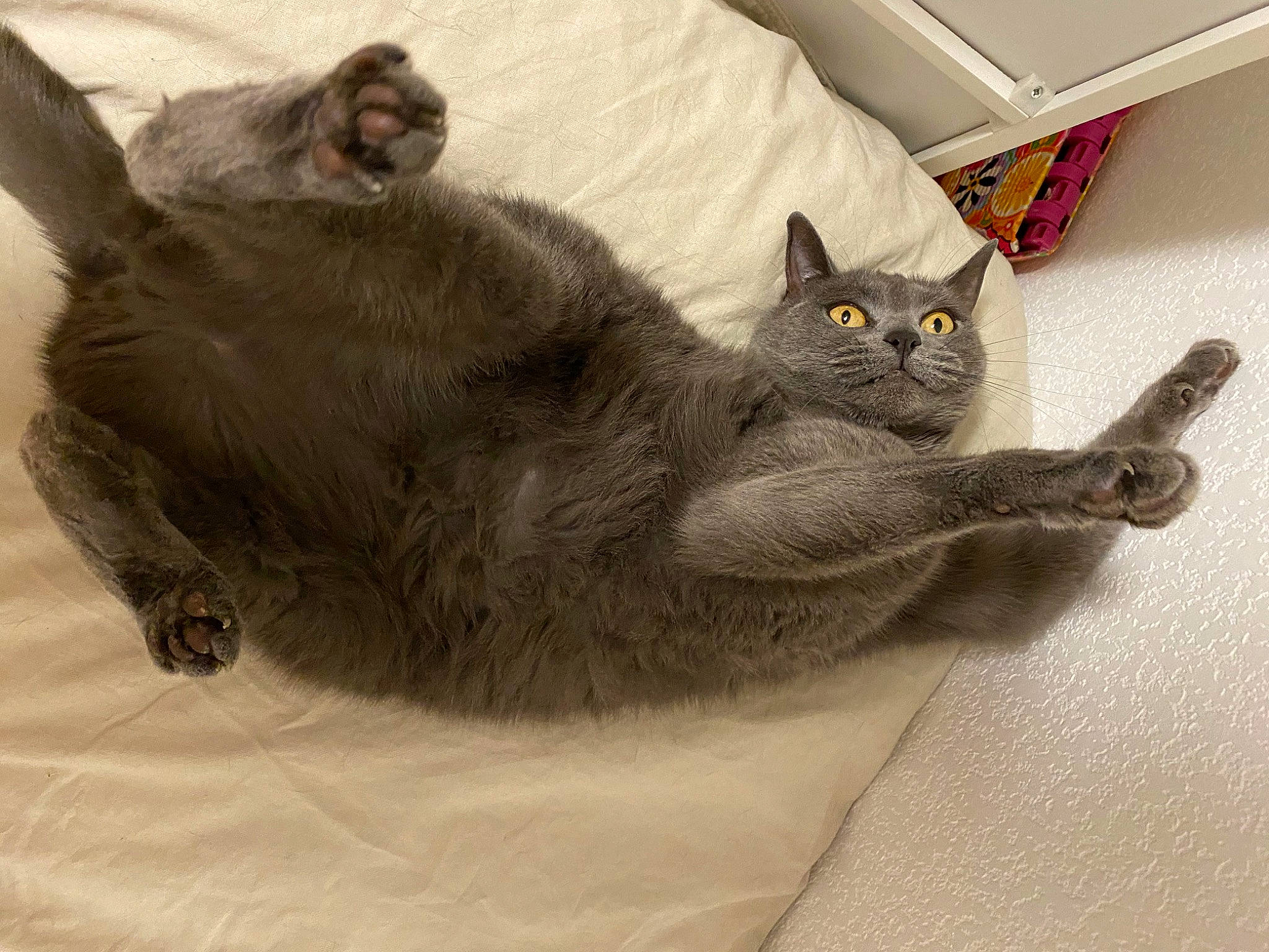 Indy a rejoint le concours — aidez-le/la à gagner de superbes lots ! black_cat, box, carnivore, cat, cat_bed, cat_supply, chartreux, claw, comfort, domestic_short_haired_cat, fawn, felidae, fur, grey, nap, paw, small_to_medium_sized_cats, snout, tail, whiskers