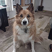 Ollie is registered to the contest to win money with this photo: dog, pet, indoor, carpet, living_room, fur, ears, eyes, collar, potted_plant, window, air_conditioner, furniture, table, curtain, floor, shoes, cord, calm, brown