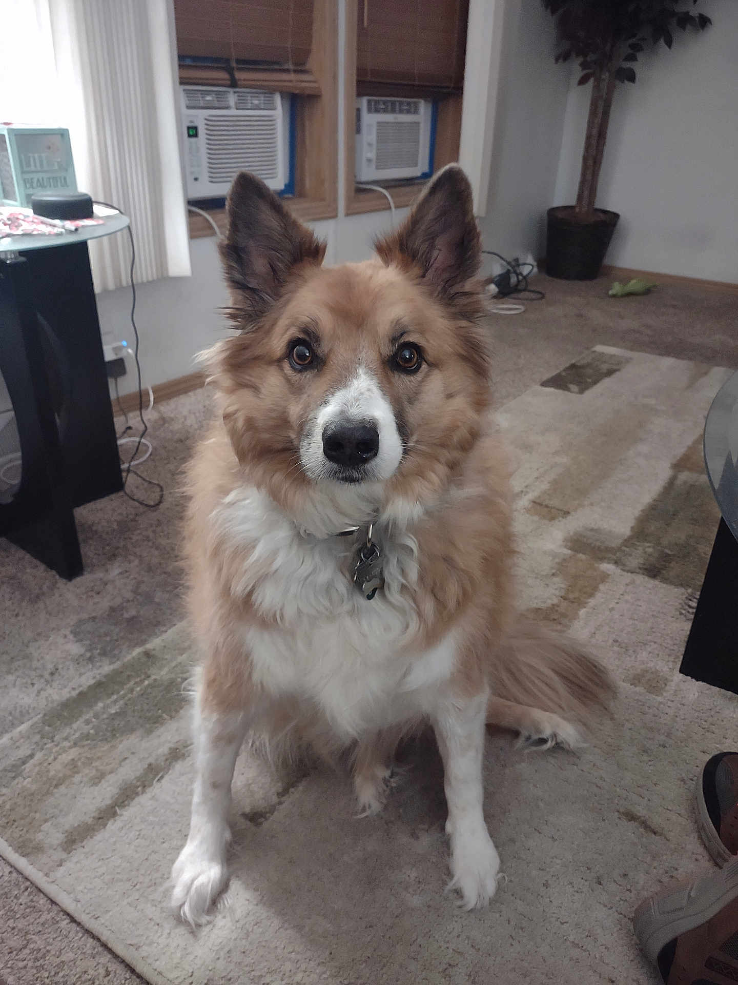 Ollie