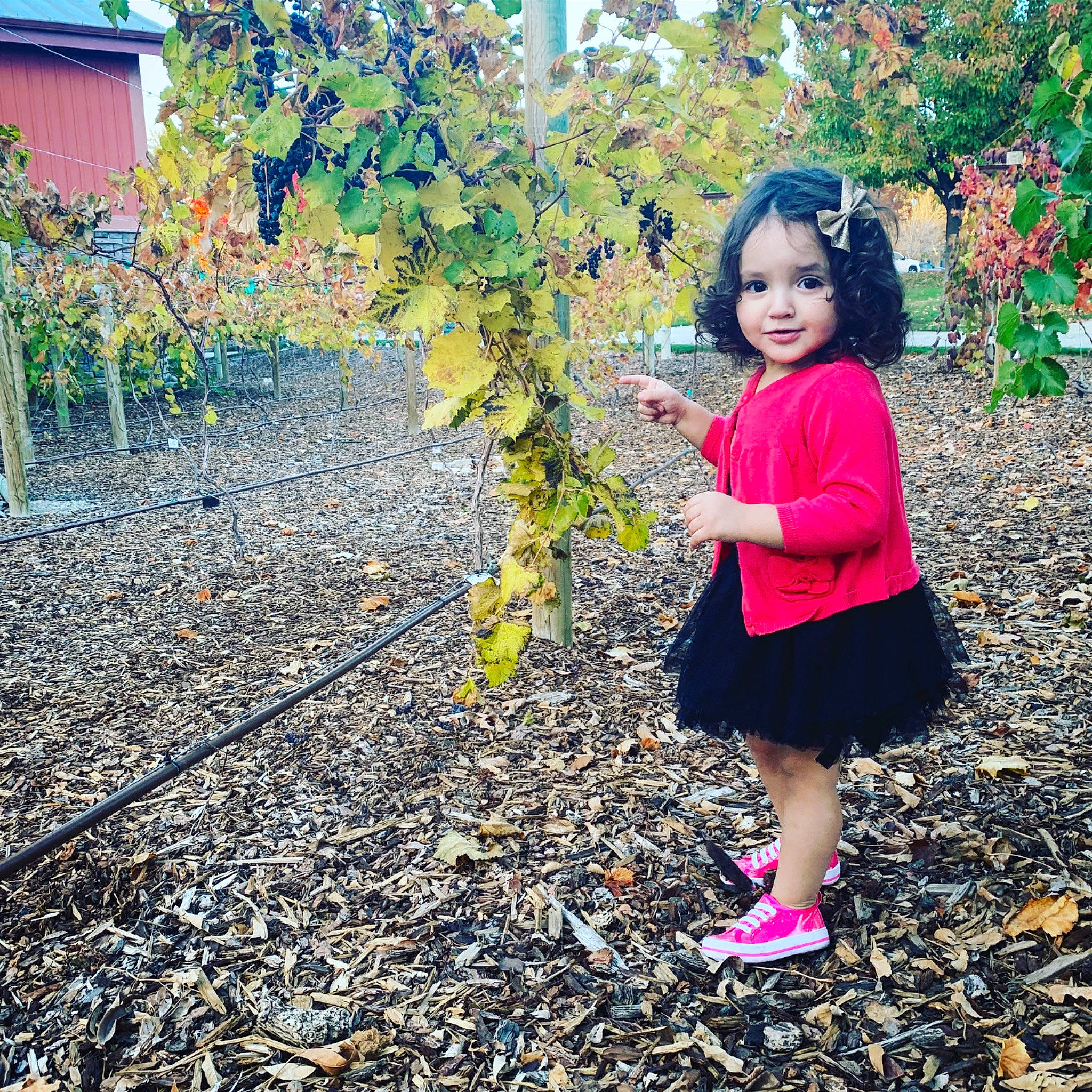 Ezabella is registered to the contest to win money with this photo: adaptation, autumn, botany, child, dress, flower, footwear, garden, happy, leaf, person, pink, plant, play, shoe, smile, spring, summer, toddler, tree
