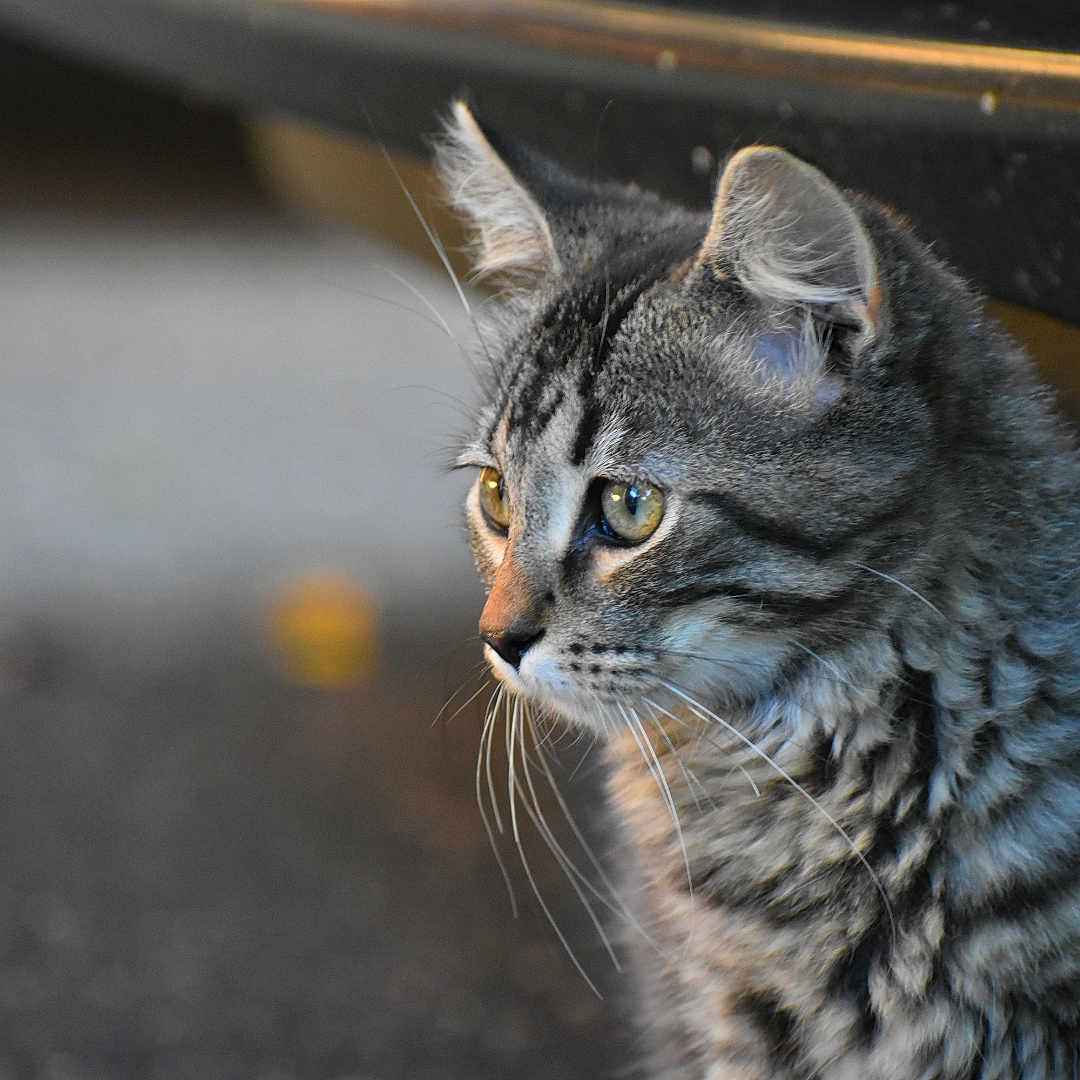 Jerry joined the competition — help win amazing prizes! asian, california_spangled, cat, cat_like_mammal, close_up, domestic_short_haired_cat, dragon_li, european_shorthair, eye, fauna, fur, mammal, pixie_bob, small_to_medium_sized_cats, snout, tabby_cat, whiskers, wild_cat, wildlife