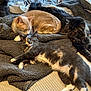 Raine And Rowan is registered to the contest to win money with this photo: cat, cats, feline, pet, animal, sleeping, grooming, blanket, bed, fur, relaxing, indoor, cozy, resting, multi_cat, laying_down, whiskers, paw, domestic_animal, soft_texture