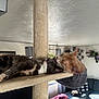 Raine And Rowan joined the competition — help win amazing prizes! cat, cats, cat_tree, pet, indoor, living_room, furniture, plant, couch, relaxing, sleeping, licking, cozy, animal, domestic_animal, home, resting, fur, paw, whiskers