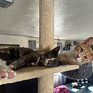 Raine And Rowan joined the competition — help win amazing prizes! cat, feline, pet, sleeping, resting, cat_tree, indoor, cozy, living_room, paws, curious, fur, whiskers, ears, cushion, window, blanket, plant, shelf, home