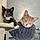 Raine And Rowan