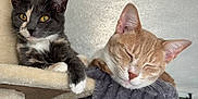 Raine And Rowan is registered to the contest to win money with this photo: cat, cats, pet, feline, resting, sleeping, curious, indoor, cozy, cat_tree, hammock, fur, whiskers, ears, paws, domestic_animal, relaxed, home, window, plant