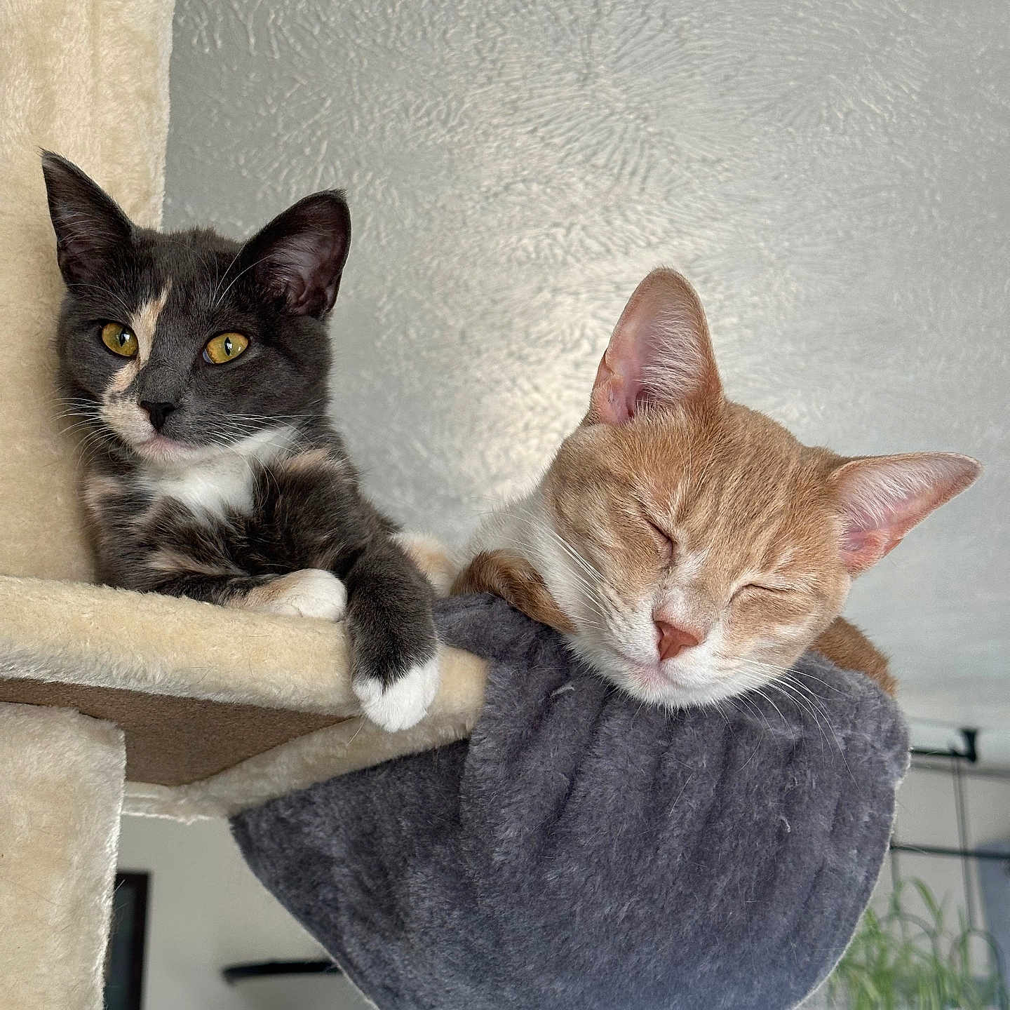 Raine And Rowan is registered to the contest to win money with this photo: cat, cat_tree, cats, cozy, curious, domestic_animal, ears, feline, fur, hammock, home, indoor, paws, pet, plant, relaxed, resting, sleeping, whiskers, window