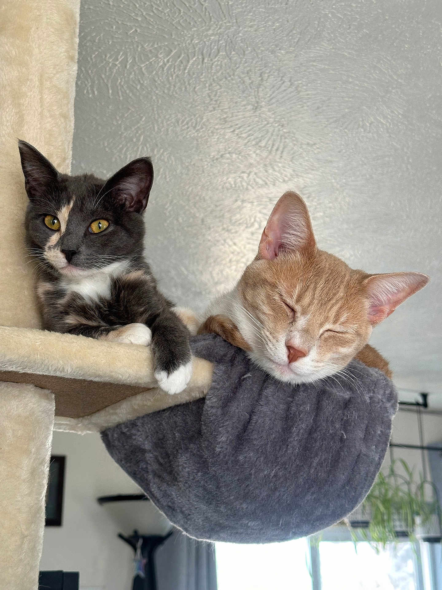 Raine And Rowan is registered to the contest to win money with this photo: cat, cats, pet, feline, resting, sleeping, curious, indoor, cozy, cat_tree, hammock, fur, whiskers, ears, paws, domestic_animal, relaxed, home, window, plant