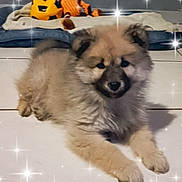 Abby a rejoint le concours — aidez-le/la à gagner de superbes lots ! dog, puppy, fluffy, fur, toy, soccer_ball, blanket, bed, tile_floor, indoor, pet, cute, portrait, paw, snout, ears, playful, sparkle_filter, soft_focus, floor_tiles