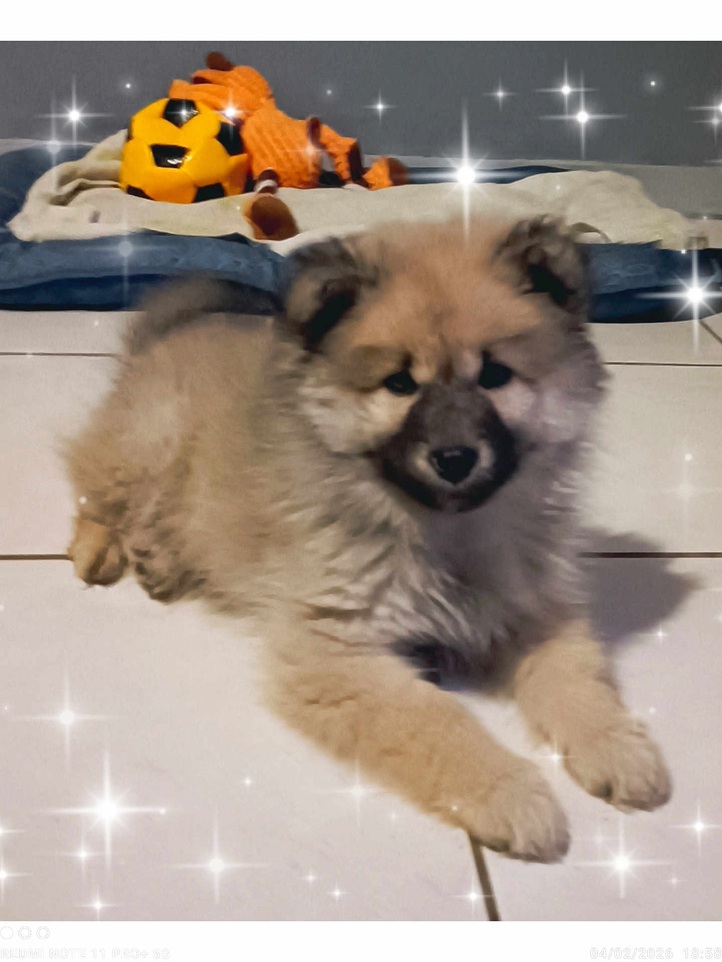 Abby a rejoint le concours — aidez-le/la à gagner de superbes lots ! dog, puppy, fluffy, fur, toy, soccer_ball, blanket, bed, tile_floor, indoor, pet, cute, portrait, paw, snout, ears, playful, sparkle_filter, soft_focus, floor_tiles
