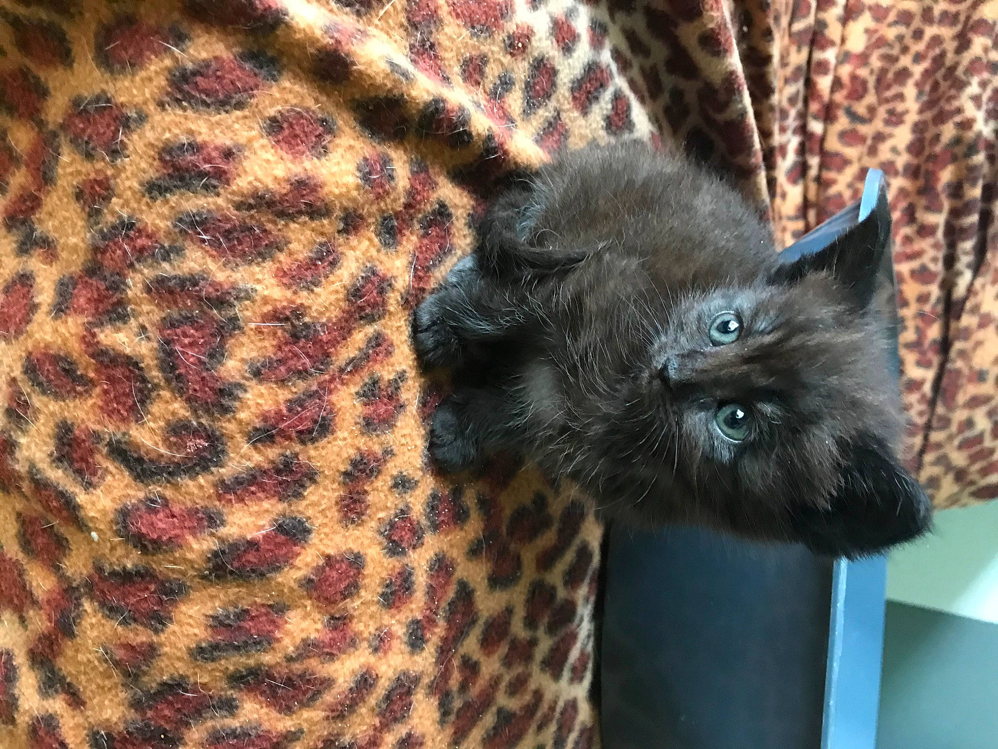 Bouly participe au concours pour gagner de l'argent avec cette photo : asian, black_cat, british_shorthair, carnivore, cat, chartreux, felidae, kitten, korat, mammal, nebelung, russian_blue, small_to_medium_sized_cats, vertebrate, whiskers