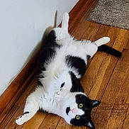 Oreo is registered to the contest to win money with this photo: cat, black_and_white, pet, animal, floor, wooden_floor, indoor, relaxed, lying_down, fur, whiskers, curious, green_eyes, paws, wall, home, domestic_cat, cute, fluffy, resting