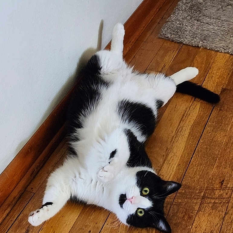 Oreo is registered to the contest to win money with this photo: animal, black_and_white, cat, curious, cute, domestic_cat, floor, fluffy, fur, green_eyes, home, indoor, lying_down, paws, pet, relaxed, resting, wall, whiskers, wooden_floor