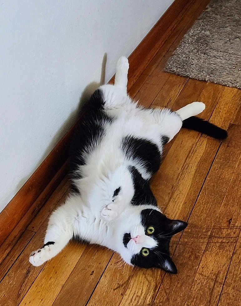 Oreo is registered to the contest to win money with this photo: cat, black_and_white, pet, animal, floor, wooden_floor, indoor, relaxed, lying_down, fur, whiskers, curious, green_eyes, paws, wall, home, domestic_cat, cute, fluffy, resting