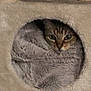 Canelle a rejoint le concours — aidez-le/la à gagner de superbes lots ! animal, blanket, cat, cat_condo, circular_hole, cozy, cute, cute_pet, feline, fur, furniture, home, indoor, nest, peeking, pet, relaxed, resting, soft, tabby_cat