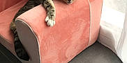 Canelle participe au concours pour gagner de l'argent avec cette photo : animal, armrest, cat, chair, cozy, curtains, cute, domestic_animal, feline, floor, home, indoor, pet, plush_chair, relaxed, resting, sunlight, tabby, tile_floor, window