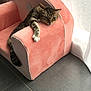 animal, armrest, cat, chair, cozy, curtains, cute, domestic_animal, feline, floor, home, indoor, pet, plush_chair, relaxed, resting, sunlight, tabby, tile_floor, window