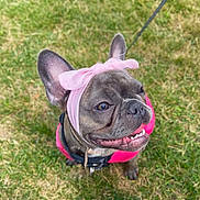 Phoebe joined the competition — help win amazing prizes! dog, french_bulldog, pink_bow, pink_outfit, grass, outdoor, pet, canine, animal, cute, smiling, leash, ears, face, wrinkles, tongue, collar, happy, playful, friendly