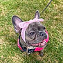 dog, french_bulldog, pink_bow, pink_outfit, grass, outdoor, pet, canine, animal, cute, smiling, leash, ears, face, wrinkles, tongue, collar, happy, playful, friendly