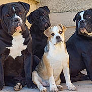 Les Etvicky participe au concours pour gagner de l'argent avec cette photo : animals, black_dog, brown_dog, canine, companions, dog, ears, eyes, floor, fur, group, outdoor, paw, pets, portrait, puppy, sitting, snout, wall, white_dog