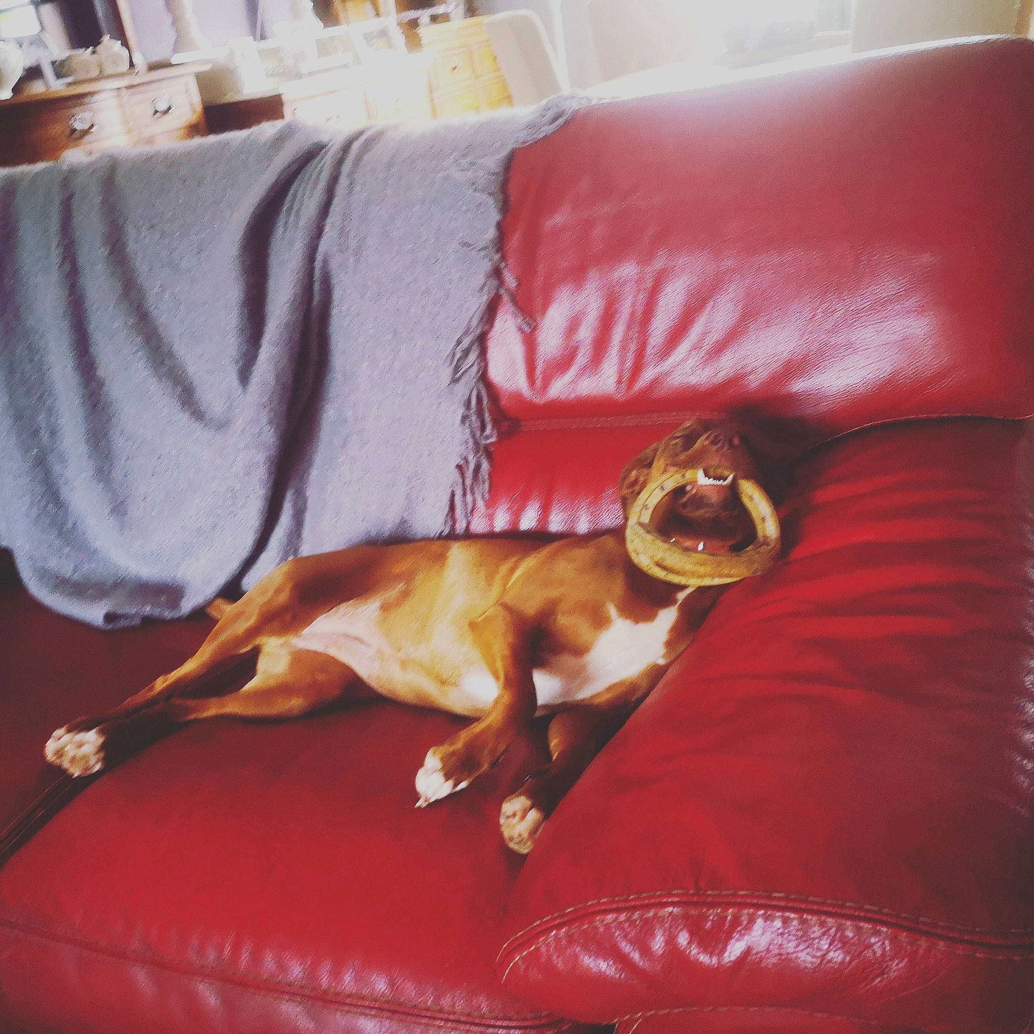 Aïka participe au concours pour gagner de l'argent avec cette photo : canidae, carnivore, companion_dog, couch, dog, dog_breed, fawn, furniture, lurcher