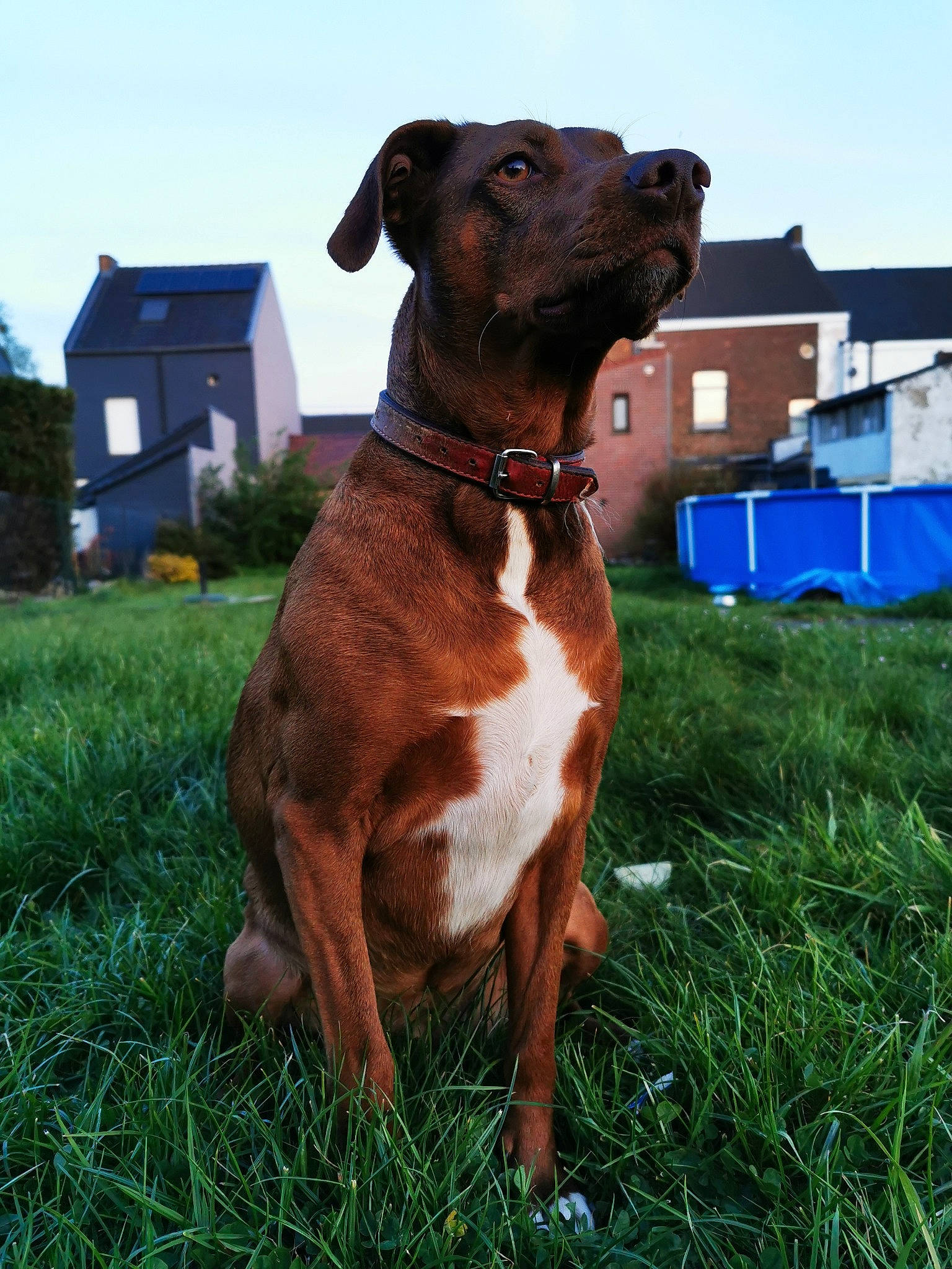 Aïka participe au concours pour gagner de l'argent avec cette photo : boxer, canidae, carnivore, collar, dog, dog_breed, dog_collar, fawn, greyhound, mammal, plant, rare_breed_dog, snout, sporting_group, vertebrate