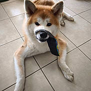 A'Taiyõ participe au concours pour gagner de l'argent avec cette photo : akita, animal, bed, curious, cute, dog, domestic, ears, floor, fur, home, indoor, lying_down, pet, pet_toy, playful, plush_toy, snout, tile, toy