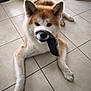 akita, animal, bed, curious, cute, dog, domestic, ears, floor, fur, home, indoor, lying_down, pet, pet_toy, playful, plush_toy, snout, tile, toy