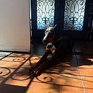 Pagos is registered to the contest to win money with this photo: doberman, dog, indoor, sunlight, shadow, tiled_floor, door, ornate, pattern, resting, animal, pet, black_and_tan, quiet, calm, home, floor, light, decor, relaxation