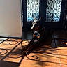 doberman, dog, indoor, sunlight, shadow, tiled_floor, door, ornate, pattern, resting, animal, pet, black_and_tan, quiet, calm, home, floor, light, decor, relaxation