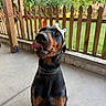 Pagos joined the competition — help win amazing prizes! doberman, dog, crown, pet, animal, canine, porch, fence, greenery, outdoor, tongue, black_and_tan, sitting, collar, playful, cute, domestic_animal, pet_accessory, wood, nature