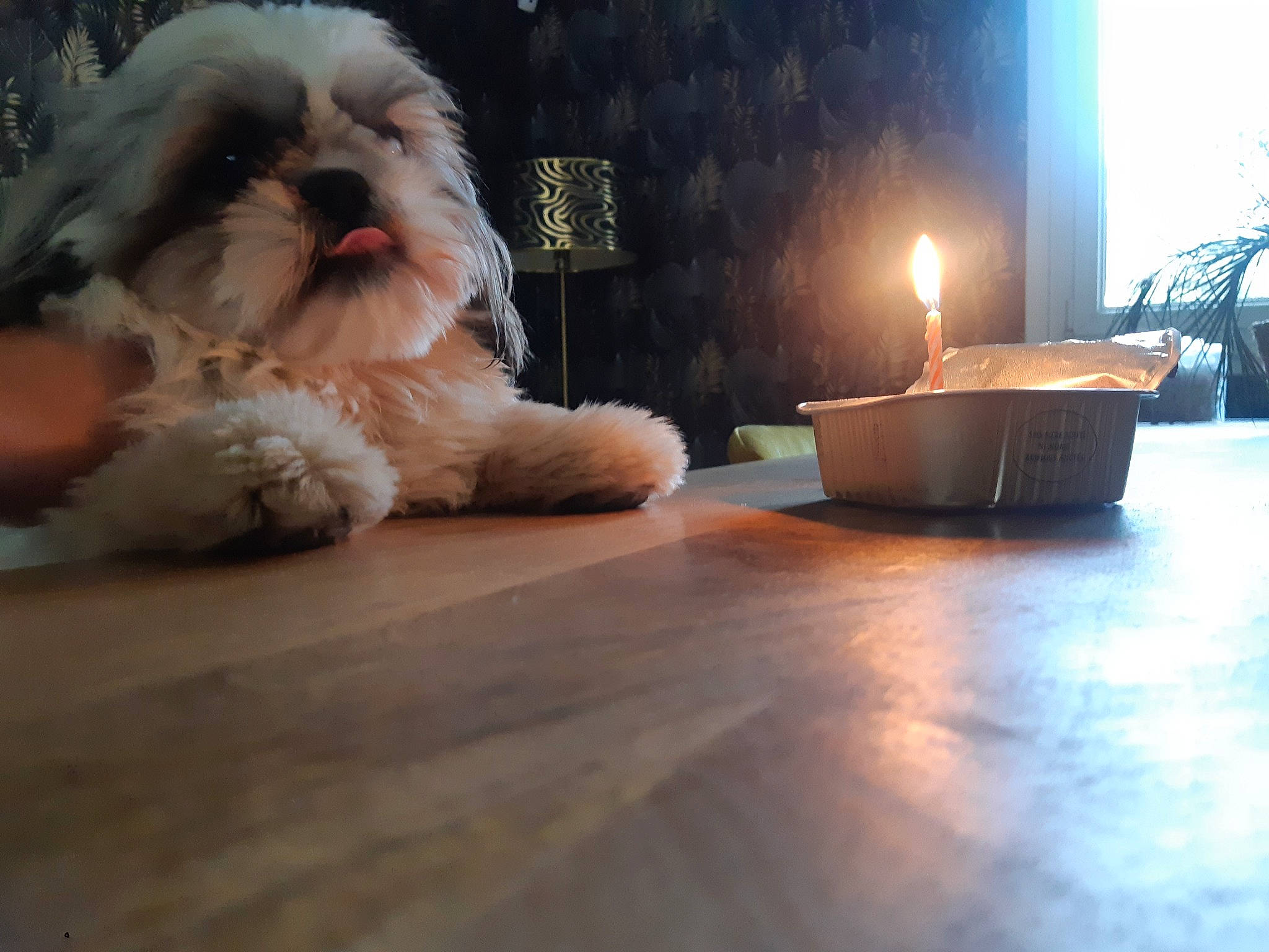 Totem a rejoint le concours — aidez-le/la à gagner de superbes lots ! candle, carnivore, comfort, companion_dog, dog, dog_breed, fawn, felidae, fire, flooring, fur, hardwood, laminate_flooring, living_room, shih_tzu, toy_dog, whiskers, wood, wood_flooring, working_animal