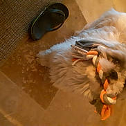 Totem a rejoint le concours — aidez-le/la à gagner de superbes lots ! _geese_and_swans, beak, bird, chicken, claw, companion_dog, dog_breed, duck, ducks, feather, felidae, flooring, fowl, fur, livestock, poultry, seabird, tail, whiskers, wing