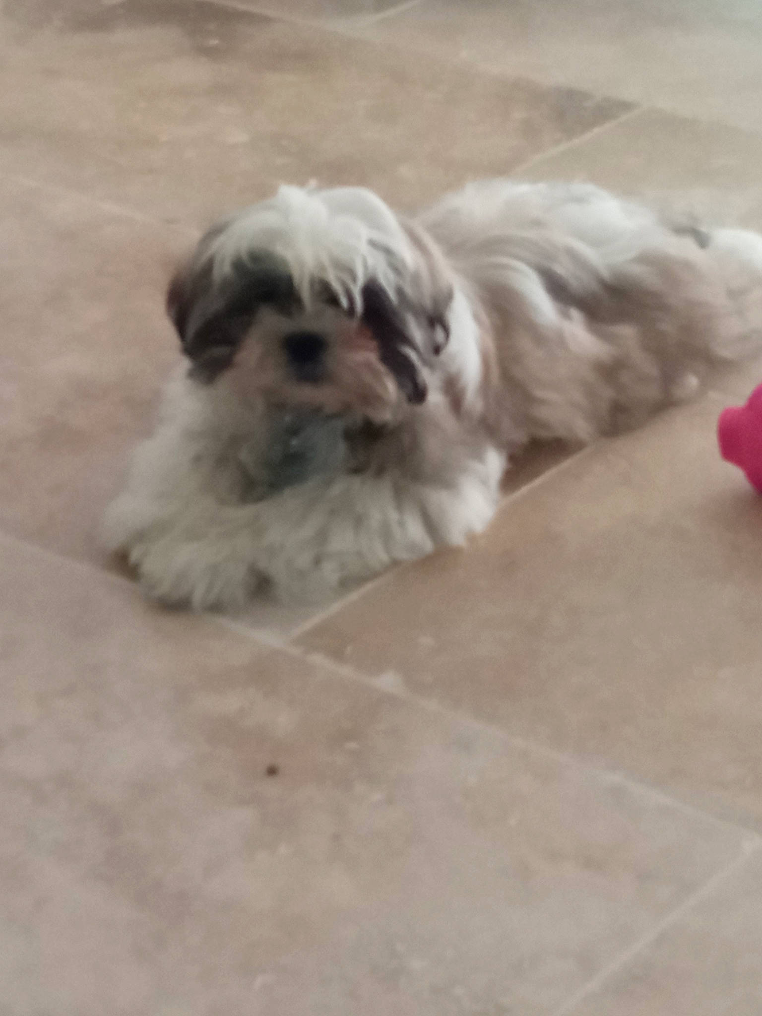 Totem a rejoint le concours — aidez-le/la à gagner de superbes lots ! canidae, carnivore, companion_dog, dog, dog_breed, fawn, felidae, flooring, fur, mal_shi, old_english_sheepdog, puppy_love, shih_tzu, small_terrier, snout, sporting_group, terrestrial_animal, terrier, toy_dog, working_animal