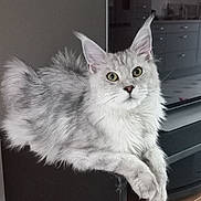 Albus participe au concours pour gagner de l'argent avec cette photo : cat, fluffy, gray, white, feline, animal, pet, indoor, kitchen, lounging, green_eyes, long_hair, closeup, portrait, resting, whiskers, soft_light, curious, domestic_cat, relaxed