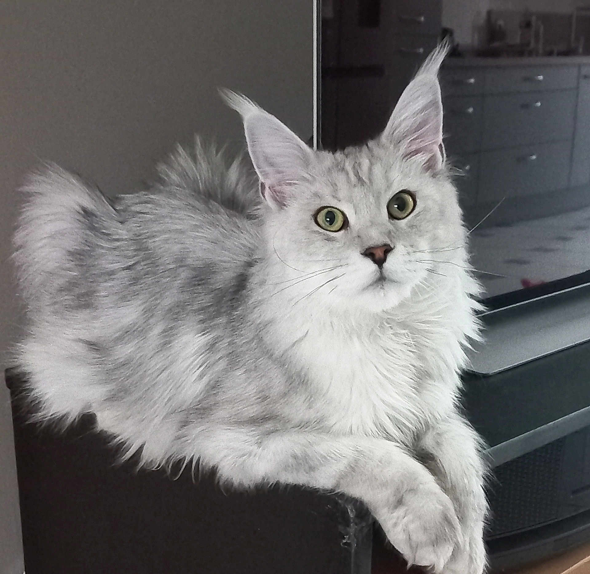 Albus participe au concours pour gagner de l'argent avec cette photo : cat, fluffy, gray, white, feline, animal, pet, indoor, kitchen, lounging, green_eyes, long_hair, closeup, portrait, resting, whiskers, soft_light, curious, domestic_cat, relaxed