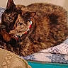 Piewackit is registered to the contest to win money with this photo: animal, bed, blanket, cat, cushion, ears, eyes, face, feline, fur, furniture, home, indoors, lounging, lying_down, multicolored, pet, portrait, tortoiseshell_cat, whiskers