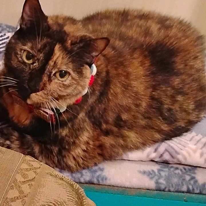 Piewackit