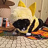 Boo Boo Lee joined the competition — help win amazing prizes! animal, black_and_white_cat, cat, colorful, costume, crouching, door, dressed_up, fluffy, furniture, home, indoor, lamp, paws, pet, portrait, table, tablecloth, whiskers, yellow_hat