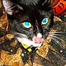 animal, background_sign, black_and_white, blep, blue_eyes, cat, close_up, collar, festive, green_eyes, indoors, kitten, long_legs, pet, pointed_ears, portrait, sitting, tinsel, tongue, whiskers