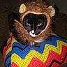 animal, black_and_white, blanket, cat, colorful, costume, couch, crochet, ears, funny, furry, green_eyes, indoors, lion_costume, mane, pet, portrait, sitting, whiskers, zigzag_pattern