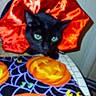 Spooky joined the competition — help win amazing prizes! animal, bed, black_cat, blanket, cat, closeup, colorful_blanket, cozy, feline, green_eyes, home, indoors, looking_at_camera, patterned_fabric, pet, pointed_ears, portrait, sitting, vibrant_colors, whiskers