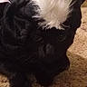 Spooky is registered to the contest to win money with this photo: animal, black_cat, carpet, cat, close_up, ears, eyes, feline, floor, funny, indoor, mohawk, paws, pet, portrait, relaxed, staring, textured_fur, whiskers, white_fur