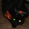 accessory, animal, black_cat, bow, carpet, cat, cute, dark, glowing_eyes, green_eyes, indoors, living_room, low_light, lying_down, pet, photograph, portrait, sitting, smartphone_screenshot, sparkly