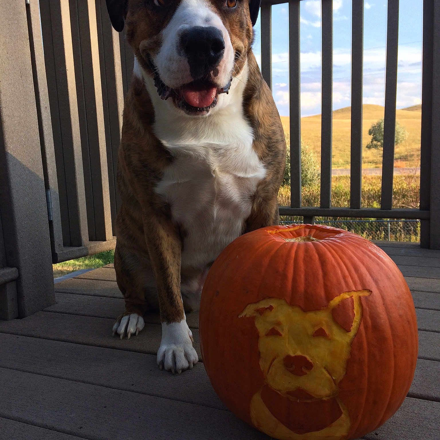 Rocky is registered to the contest to win money with this photo: carnivoran, dog, dog_breed, dog_like_mammal, halloween, pumpkin, snout