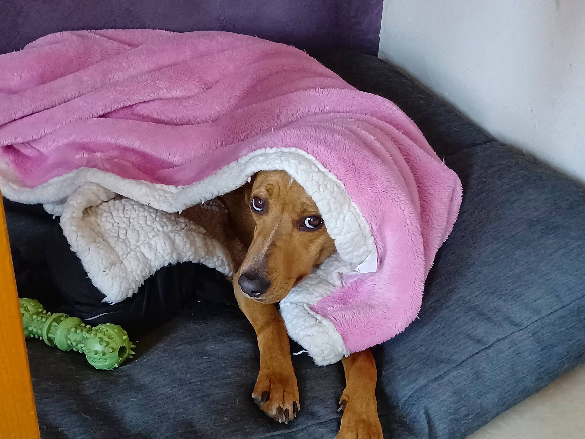 Priska a rejoint le concours — aidez-le/la à gagner de superbes lots ! brown, canidae, carnivore, comfort, companion_dog, dog, dog_breed, dog_supply, fawn, fur, linens, liver, magenta, pet_supply, plush, sporting_group, toy, working_animal